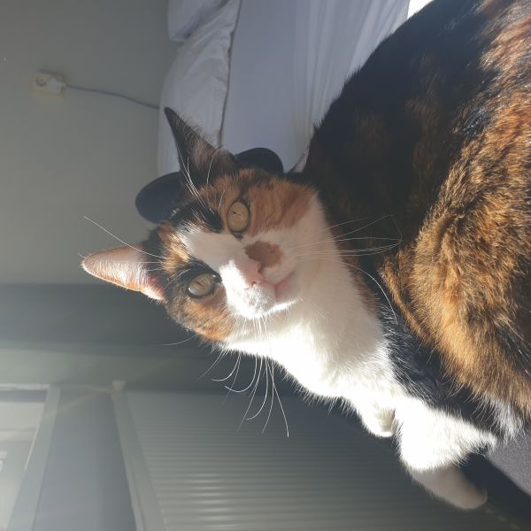 Richelle Nooij uit Grootebroek zoekt een Kattenoppas