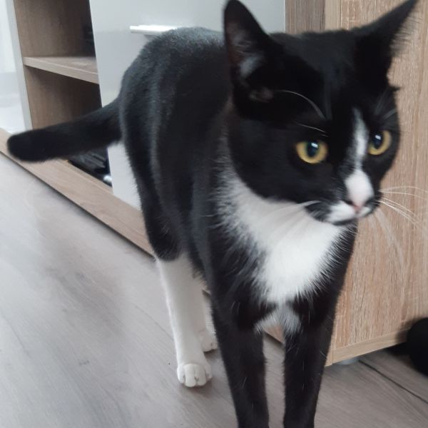 Charlie uit Brielle zoekt een Kattenoppas