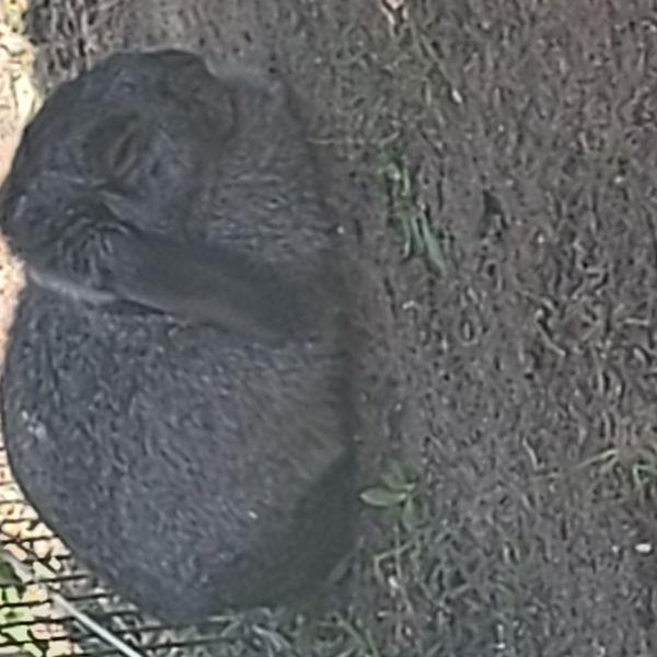 Gijsje, Zwart witje en baby uit Boxmeer zoekt een Knaagdierenoppas