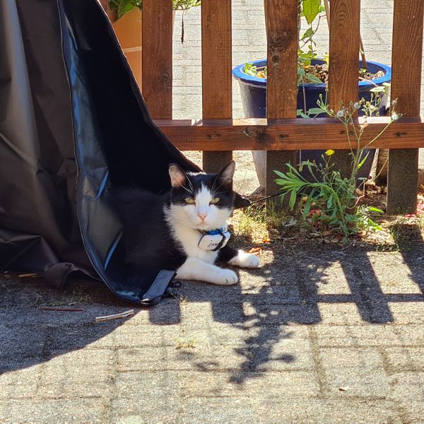 Huisdierenoppas Gertie uit Bruchterveld