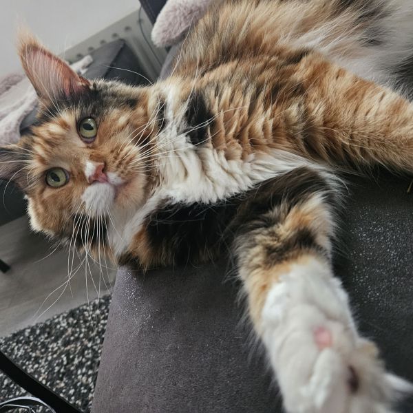 Lily, Loekie uit Den Haag zoekt een Kattenoppas