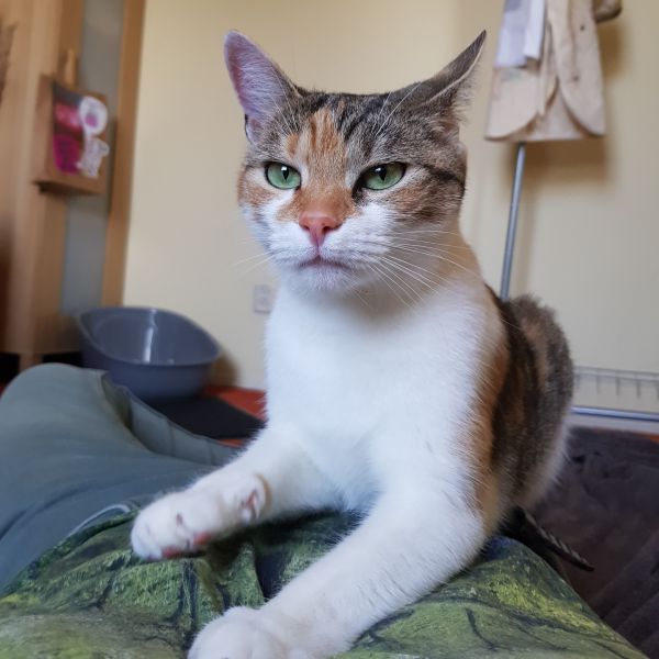 Flo uit Tilburg zoekt een Kattenoppas