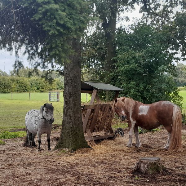 Huisdierenoppas Anna uit Tholen