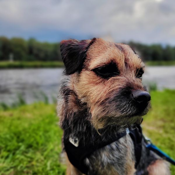 Nula uit Den Dolder zoekt een Hondenoppas