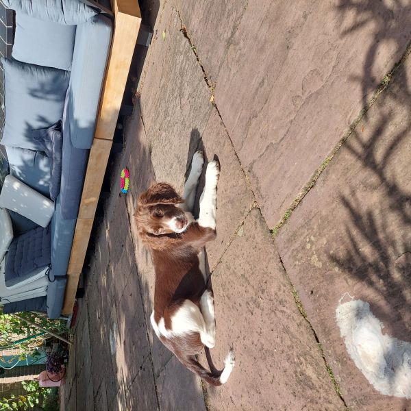Wally uit Bussum zoekt een Hondenoppas