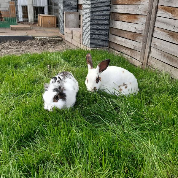 Bruno en Suzie uit Oosterhout zoekt een Knaagdierenoppas