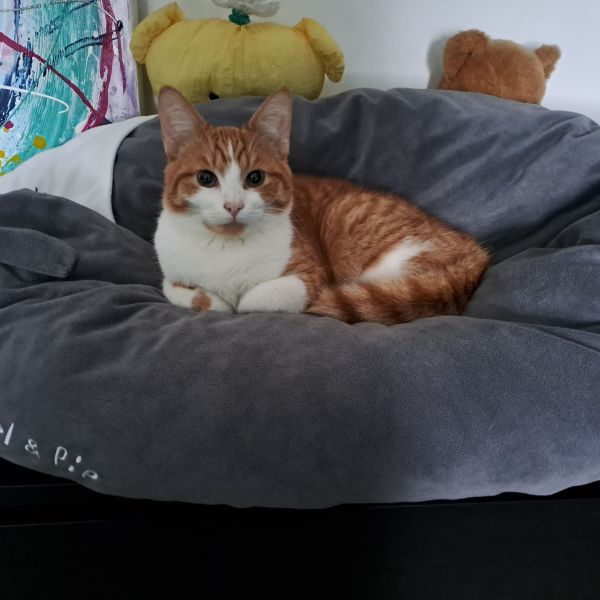 Karel, Indy uit Alkmaar zoekt een Kattenoppas