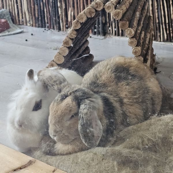 Flap, Nebbie uit Capelle Aan Den Ijssel zoekt een Knaagdierenoppas