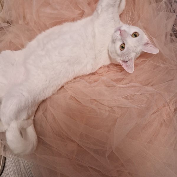 Snowy, Hope uit Oegstgeest zoekt een Kattenoppas