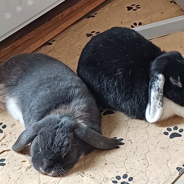 Charlie uit Ulft zoekt een Knaagdierenoppas