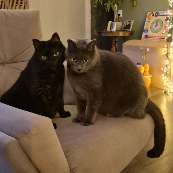 Igor en Lev uit Hoogeveen zoekt een Kattenoppas