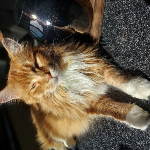 guus, koos, mees uit Oss zoekt een Kattenoppas