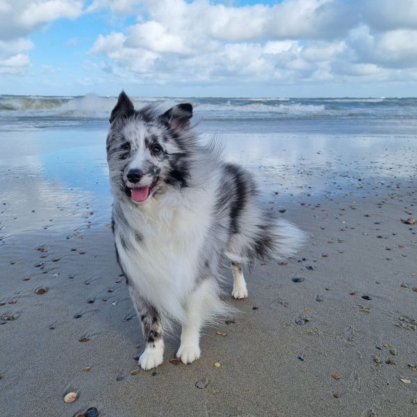 Cookie uit Goes zoekt een Hondenoppas