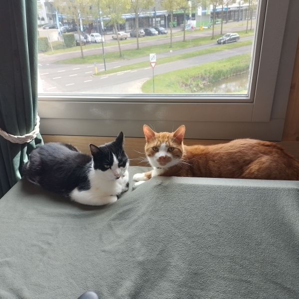 Tommy, Moon uit Amersfoort zoekt een Kattenoppas