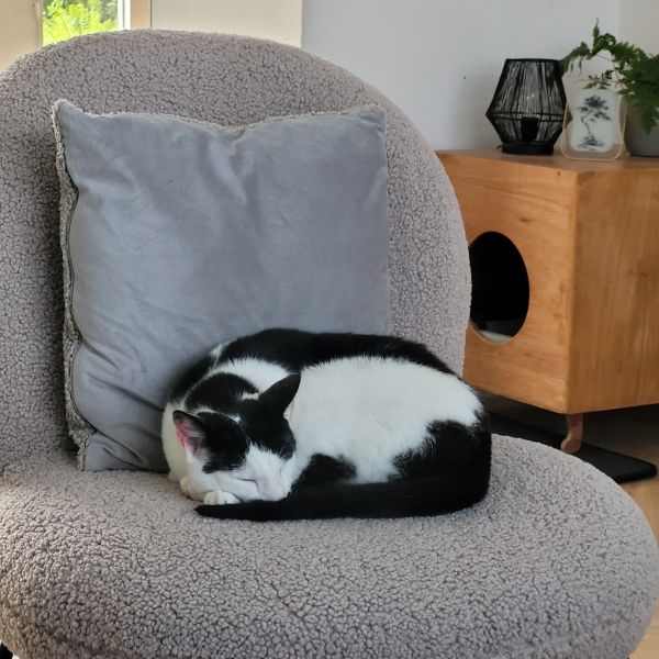 Tommy, Vlekje uit Berkel En Rodenrijs zoekt een Kattenoppas