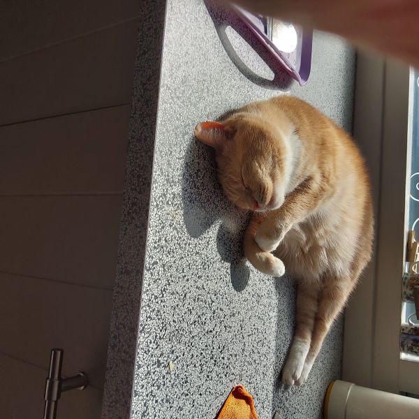 Anneke Van Arragon uit Delft zoekt een Kattenoppas