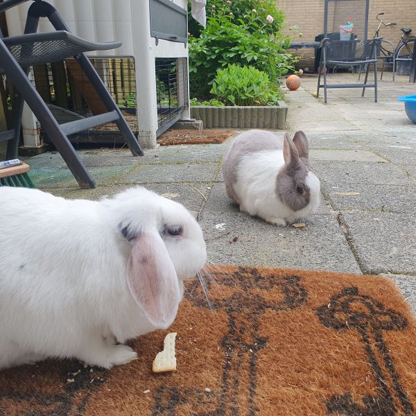 Huisdierenoppas Priscilla uit Ridderkerk