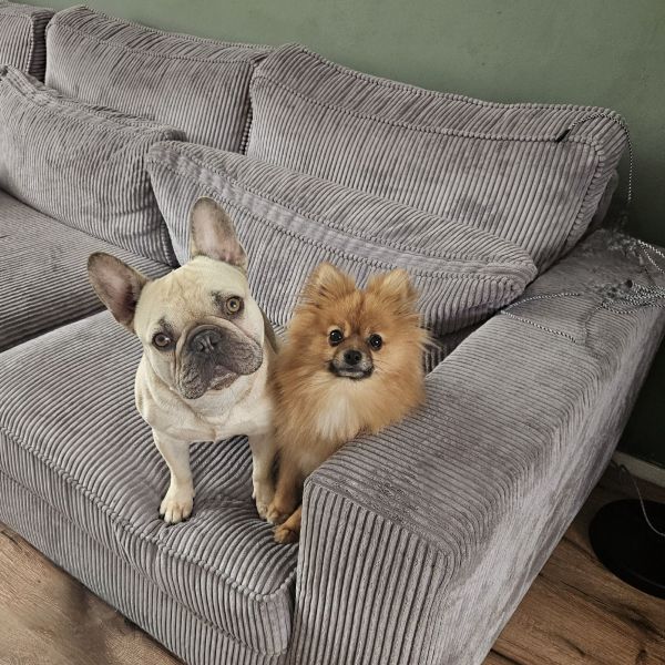 Boeffie, Spooky, Chubby uit Muiden zoekt een huisdierenoppas