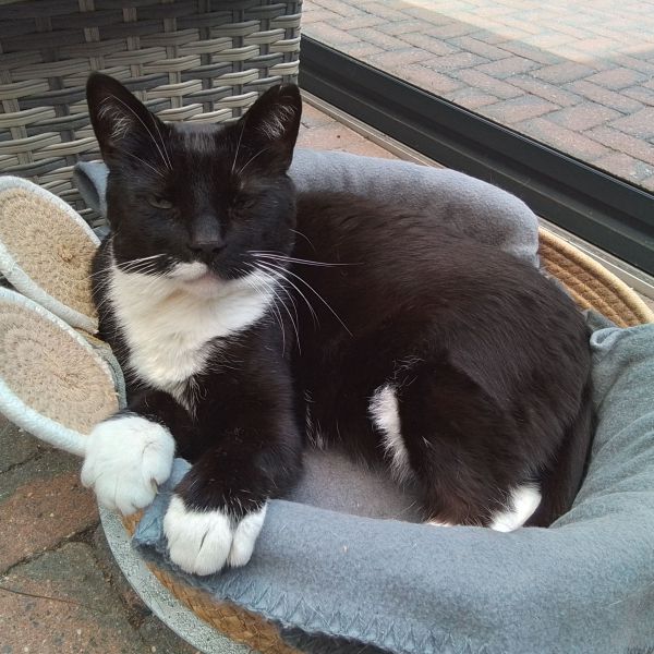 Diesel uit Sint-Oedenrode zoekt een Kattenoppas