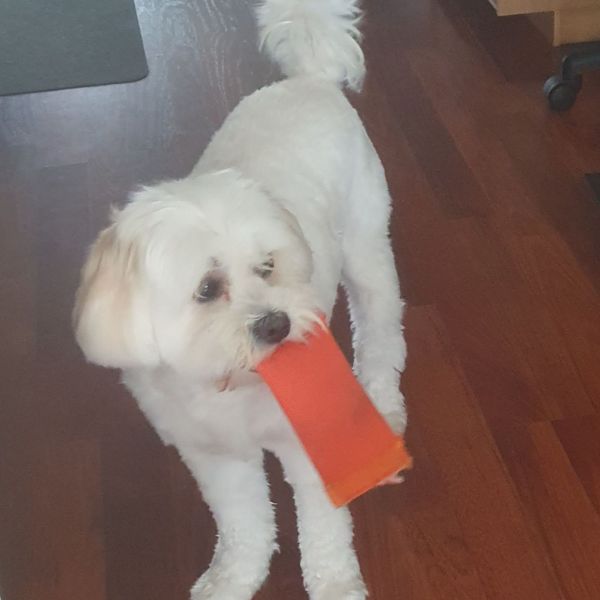 Boris, Dean, Jack uit Zoetermeer zoekt een huisdierenoppas