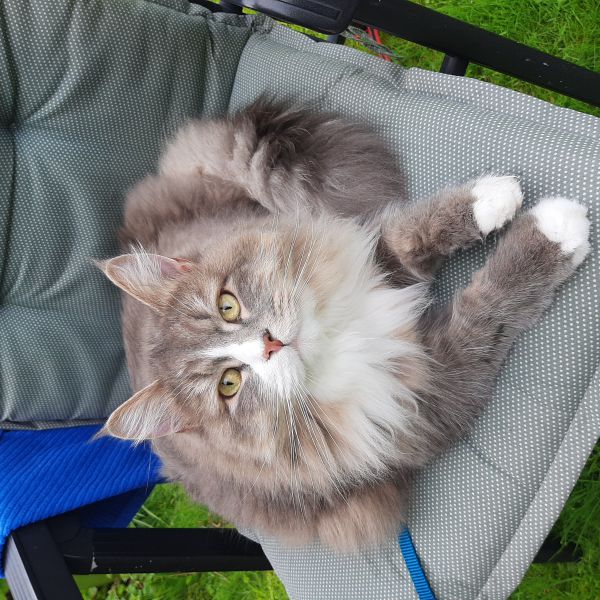 Willie uit Wognum zoekt een Kattenoppas