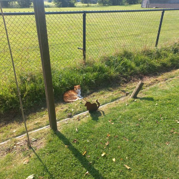 Dikkiedik uit Zuidhorn zoekt een Kattenoppas