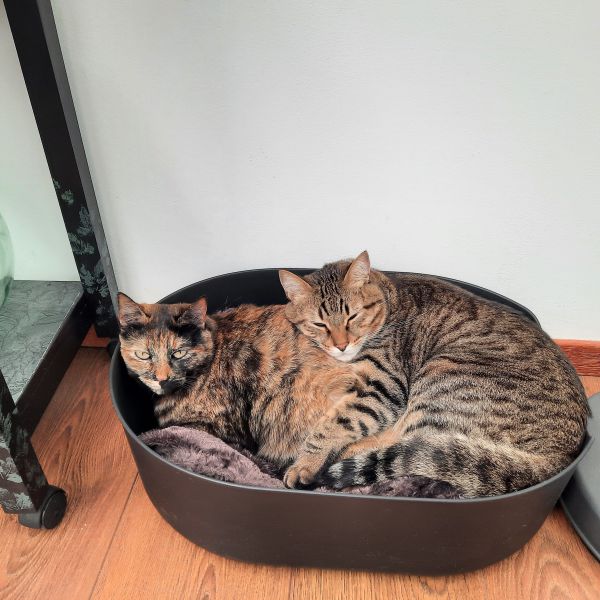 Nichi, Tsuki uit Groningen zoekt een Kattenoppas