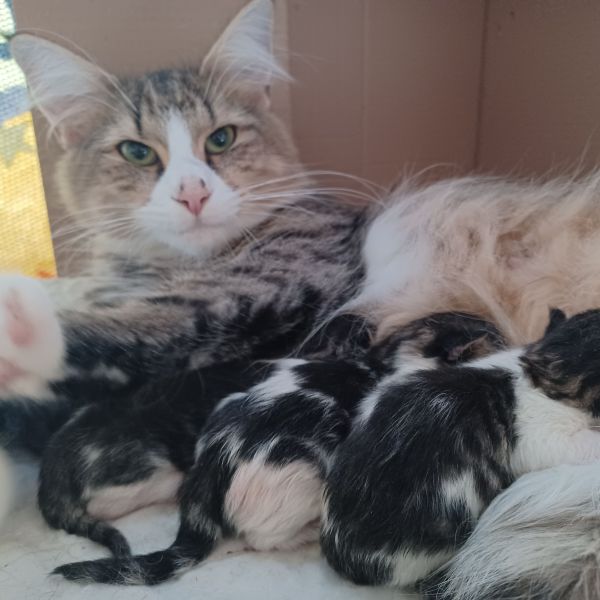 Bumble Bee, Mango Mimosa uit Rotterdam zoekt een Kattenoppas
