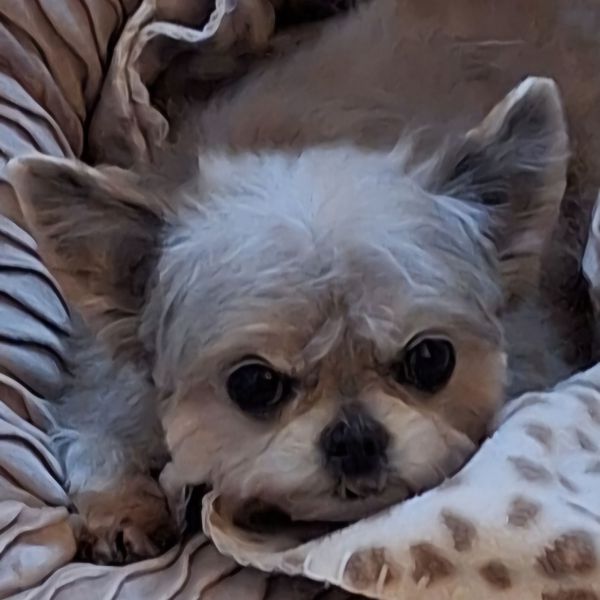 Pippi uit Rotterdam zoekt een Hondenoppas