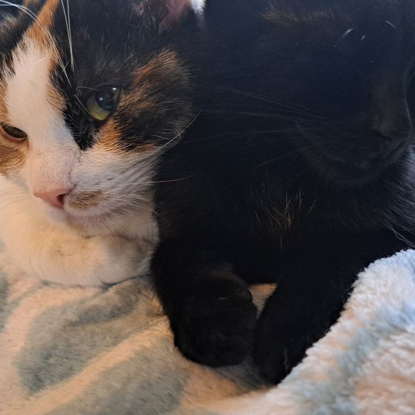 Veggie, Pepper uit Rijswijk zoekt een Kattenoppas