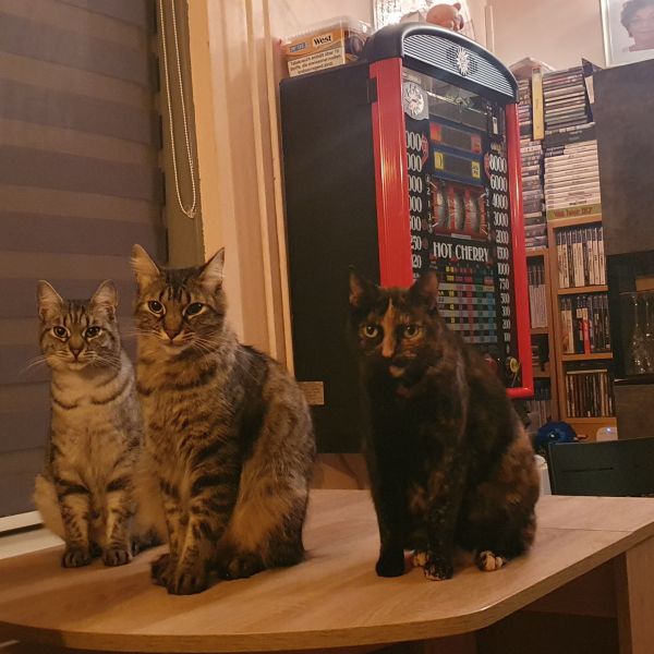 Sardo, Luna, Bella uit Amsterdam zoekt een huisdierenoppas