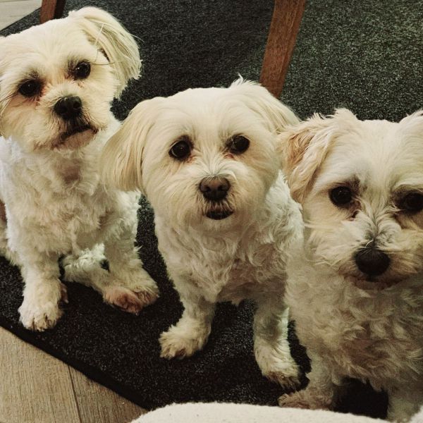 Lizzy, Dolly, Cathy uit Veghel zoekt een Hondenoppas