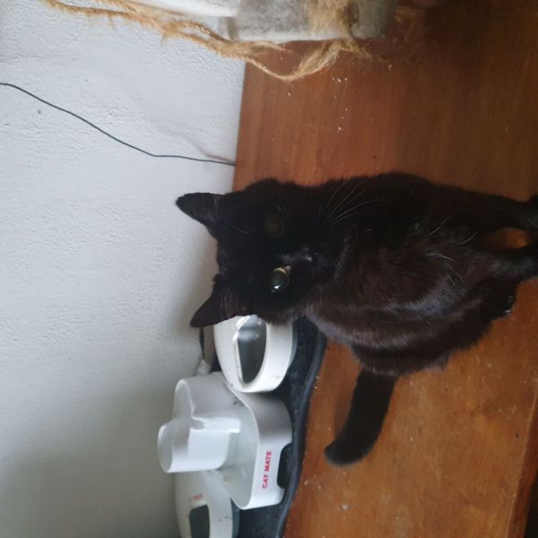 Igor uit Houten zoekt een Kattenoppas