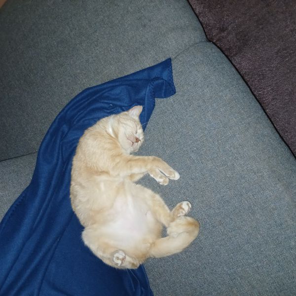 Jip, Pluk uit Krommenie zoekt een Kattenoppas