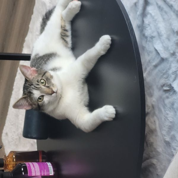 Baco uit Bathmen zoekt een Kattenoppas