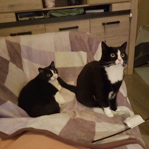 Jojo, Jippie uit Nijmegen zoekt een Kattenoppas