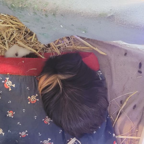Flame, Paco uit Grootebroek zoekt een Knaagdierenoppas
