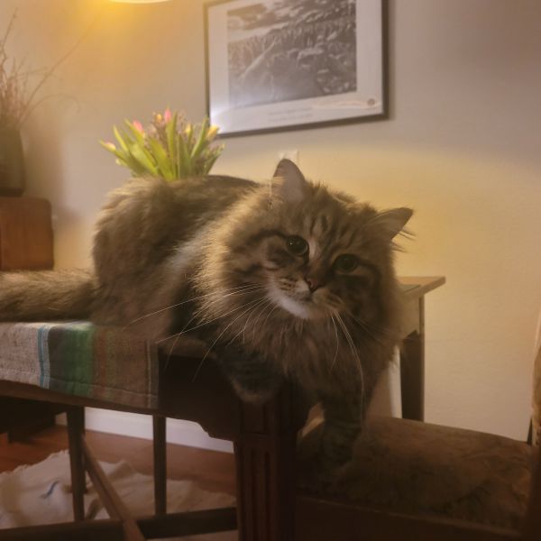 Miko uit Leiderdorp zoekt een Kattenoppas