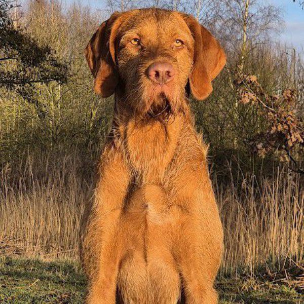 Leo uit Beek En Donk zoekt een Hondenoppas