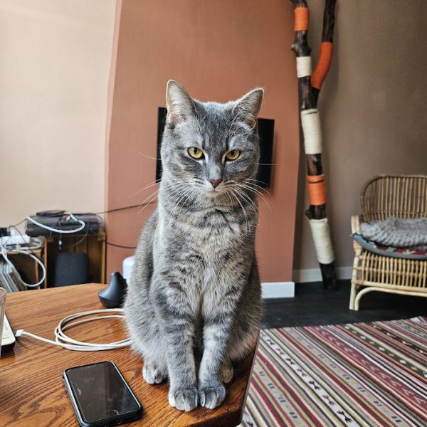 Ziggy uit Arnhem zoekt een Kattenoppas