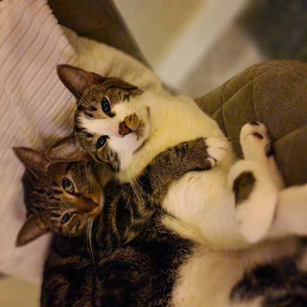 Poes en Tijger uit Leimuiden zoekt een Kattenoppas