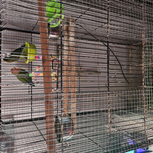 Raffi en Maffi, Shaffi, Opa uit Amsterdam zoekt een Vogeloppas