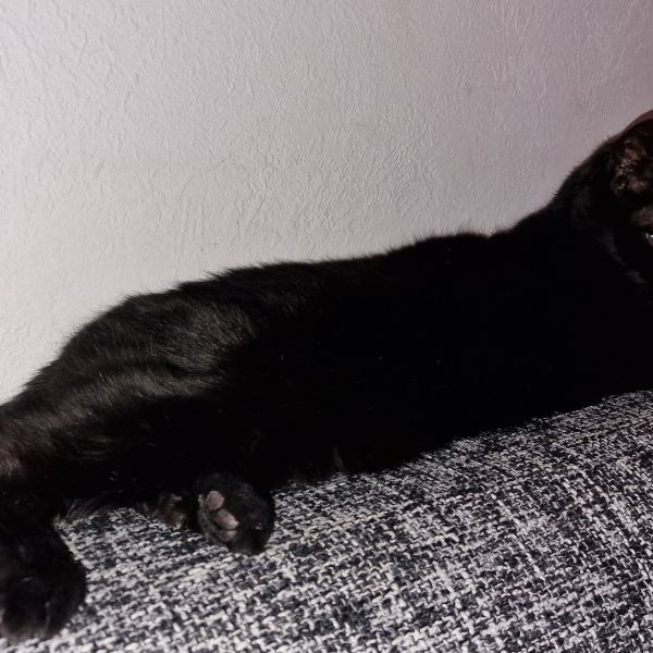 Smook, Smook uit Ridderkerk zoekt een Kattenoppas