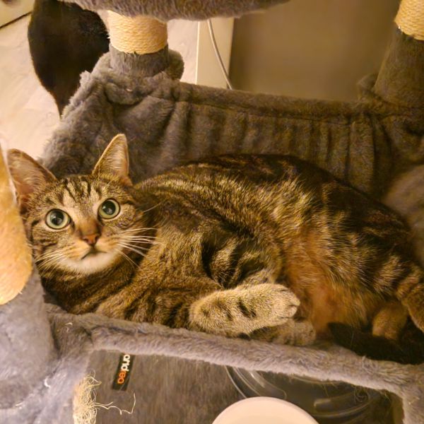 Jip, Luna uit Eindhoven zoekt een Kattenoppas