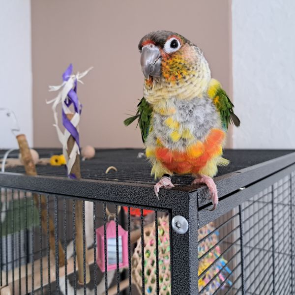 Murphy, Eddy uit Rotterdam zoekt een Vogeloppas