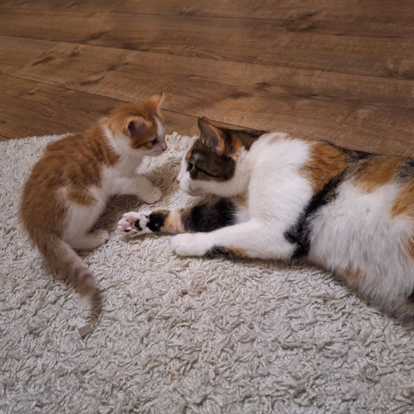 Misha, Milly uit Emmeloord zoekt een Kattenoppas