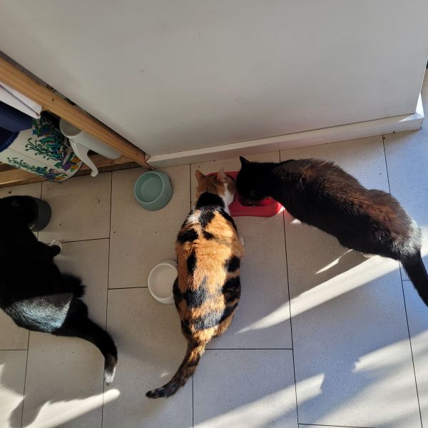 Marc van Ekeren uit Nijmegen zoekt een Kattenoppas
