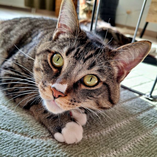 Simba, Scar uit Capelle Aan Den Ijssel zoekt een Kattenoppas
