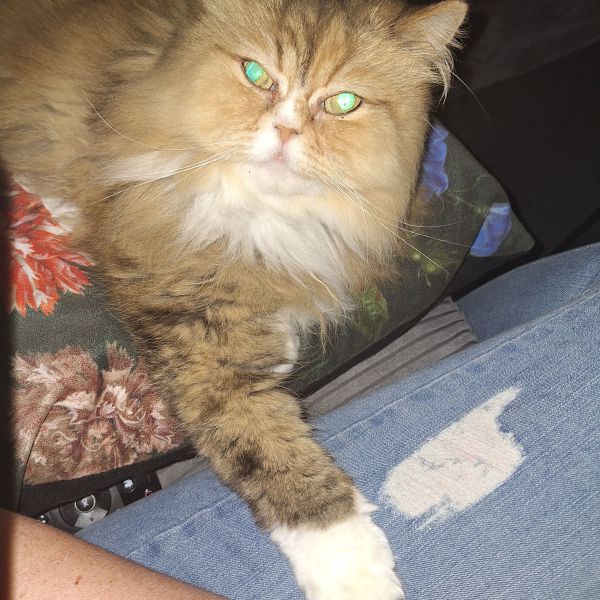 Kattenoppas Sandy uit Kaatsheuvel