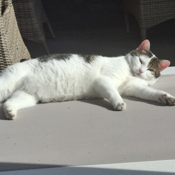 Saartje, Charlie & Snuffie uit Hoofddorp zoekt een huisdierenoppas